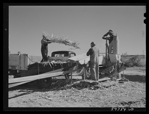 Untitled photo, possibly related to: Filling the trench silo on Scottsbluff Farmsteads, FSA (Farm Security Administration) project. Scottsbluff, Nebraska