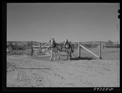 Team of work horses. Scottsbluff Farmsteads, FSA (Farm Security Administration) project, Nebraska