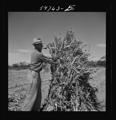 A.E. Scott's son Charles tying up shocks of sorghum cane for livestock fodder on their farm northeast of Scottsbluff, Nebraska. See general caption number one