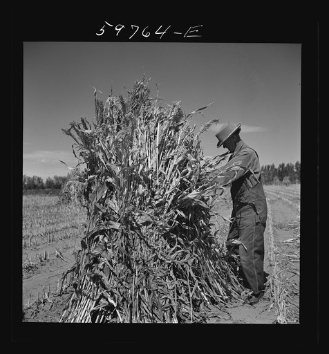 Untitled photo, possibly related to: A.E. Scott and his son Charles tying up shocks of sorghum cane for livestock fodder on their farm northeast of Scottsbluff, Nebraska. See general caption number one