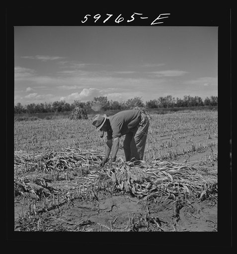 A.E. Scott's son Charles tying up shocks of sorghum cane for livestock fodder on their farm northeast of Scottsbluff, Nebraska. See general caption number one