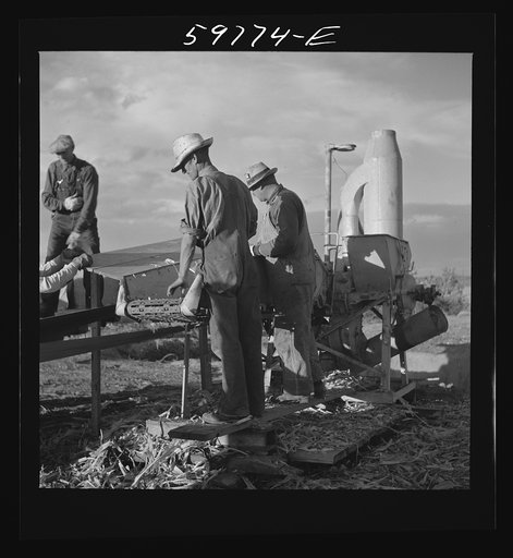 Untitled photo, possibly related to: Filling the trench silo on Scottsbluff Farmsteads, FSA (Farm Security Administration) project. Scottsbluff, Nebraska