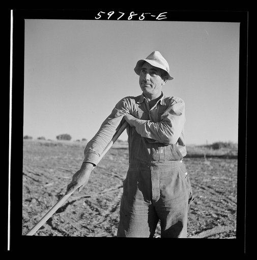 Bean thresher. North Platte River Valley, Nebraska