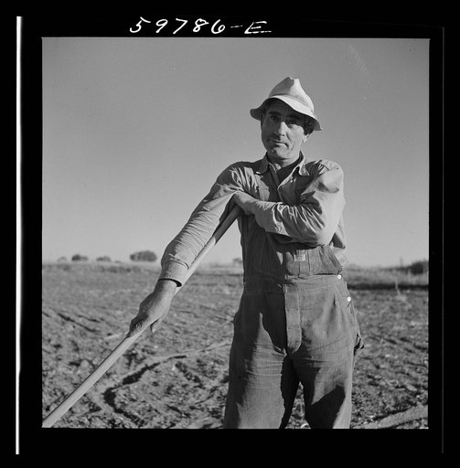 Bean thresher. North Platte River Valley, Nebraska
