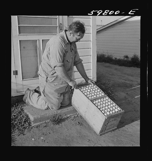 Eggs produced by poultry enterprise of Two Rivers Non-Stock Cooperative Association, a FSA (Farm Security Administration) project. Waterloo, Nebraska