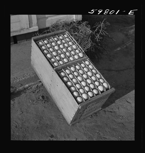 Eggs produced by poultry enterprise of Two Rivers Non-Stock Cooperative Association, a FSA (Farm Security Administration) project. Waterloo, Nebraska
