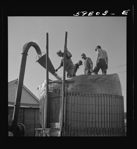 Members of the Two Rivers Cooperative Association filling one of their silos with corn. FSA (Farm Security Administration) project at Waterloo, Nebraska