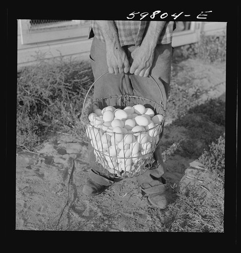Eggs produced by poultry enterprise of Two Rivers Non-Stock Cooperative Association, a FSA (Farm Security Administration) project. Waterloo, Nebraska