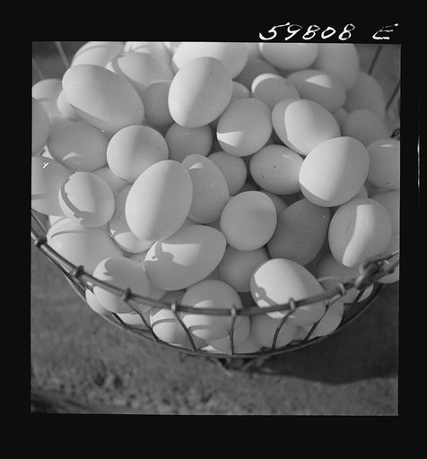 Eggs produced by poultry enterprise of Two Rivers Non-Stock Cooperative Association, a FSA (Farm Security Administration) project. Waterloo, Nebraska