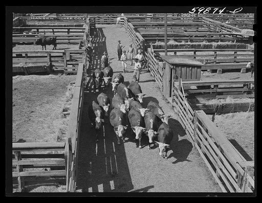 Cattle in pens at Union Stockyards before auction sale. Omaha, Nebraska