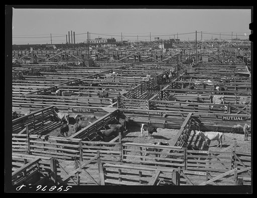 Cattle being inspected by commission men and buyers before auction sale. Union Stockyards, Omaha, Nebraska