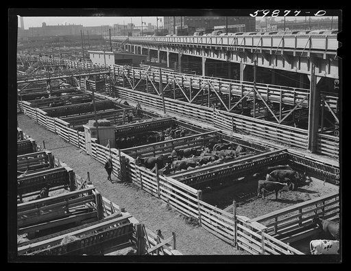 Cattle in pens at Union Stockyards before auction sale. Omaha, Nebraska