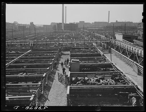 Untitled photo, possibly related to: Cattle in pens at Union Stockyards before auction sale. Omaha, Nebraska