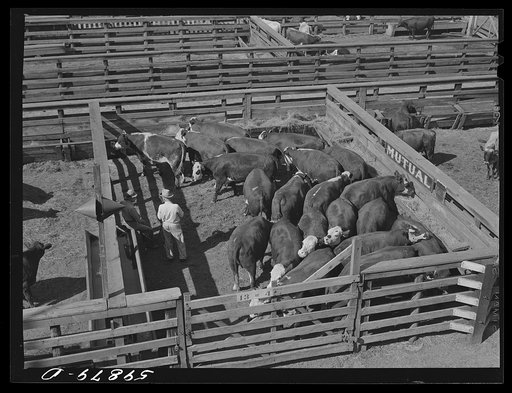 Cattle in pens at Union Stockyards before auction sale. Omaha, Nebraska