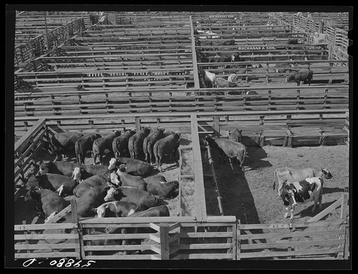 Untitled photo, possibly related to: Cattle being inspected by commission men and buyers before auction sale. Union Stockyards, Omaha, Nebraska