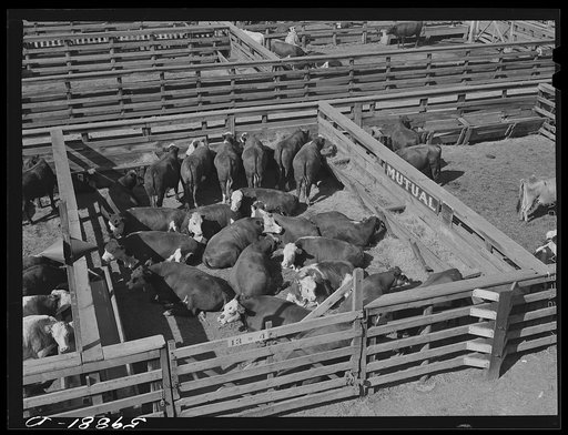 Untitled photo, possibly related to: Cattle in pens at Union Stockyards before auction sale. Omaha, Nebraska