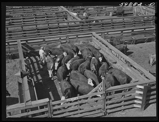 Untitled photo, possibly related to: Cattle in pens at Union Stockyards before auction sale. Omaha, Nebraska