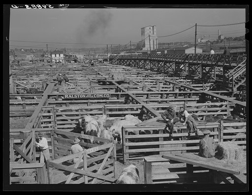 Cattle in pens at Union Stockyards before auction sale. Omaha, Nebraska