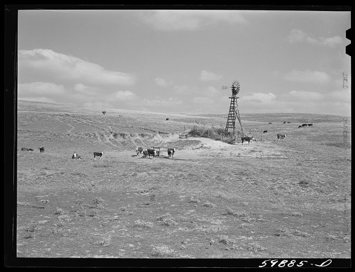 Hereford cattle on grazing land, near windmill and water hole, belonging to Mr. Hofferber, who has about 125 head of cattle and lives about fifteen miles north of Lexington, Nebraska