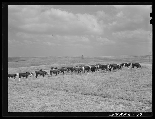 Untitled photo, possibly related to: Hereford cattle on grazing land, near windmill and water hole, belonging to Mr. Hofferber, who has about 125 head of cattle and lives about fifteen miles north of Lexington, Nebraska