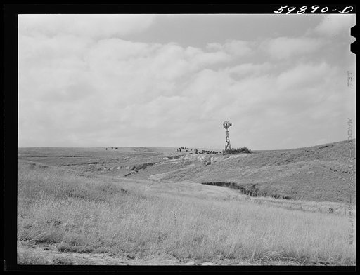 Hereford cattle on grazing land, near windmill and water hole, belonging to Mr. Hofferber, who has about 125 head of cattle and lives about fifteen miles north of Lexington, Nebraska