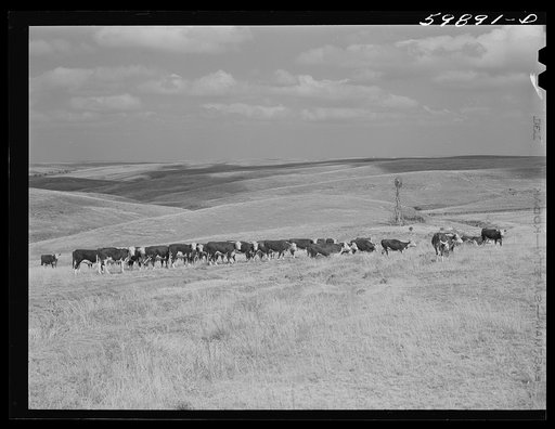 Hereford cattle on grazing land, near windmill and water hole, belonging to Mr. Hofferber, who has about 125 head of cattle and lives about fifteen miles north of Lexington, Nebraska