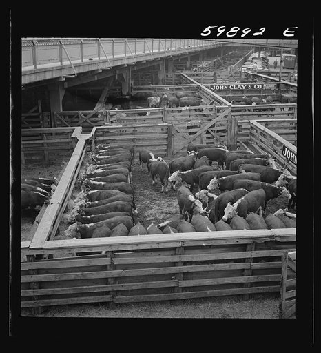 Cattle in pens at Union Stockyards before auction sale. Omaha, Nebraska