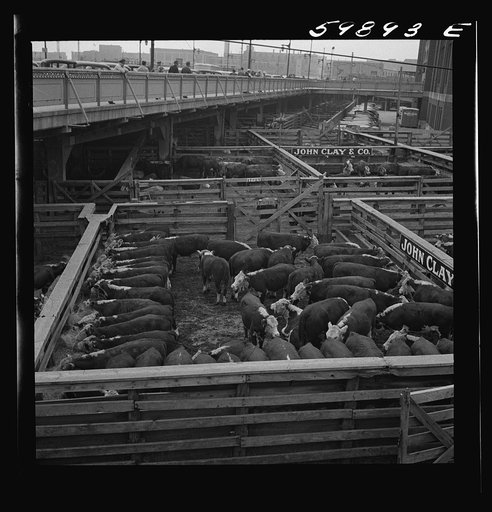 Untitled photo, possibly related to: Cattle in pens at Union Stockyards before auction sale. Omaha, Nebraska