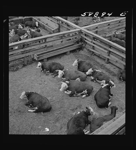 Cattle in pens at Union Stockyards before auction sale. Omaha, Nebraska