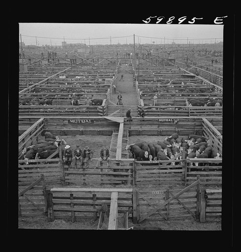 Cattle in pens at Union Stockyards before auction sale. Omaha, Nebraska