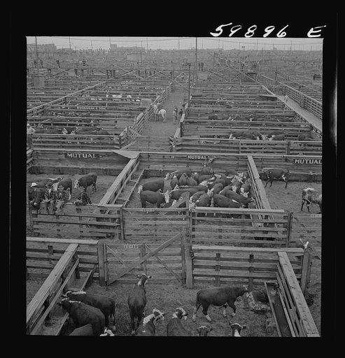 Untitled photo, possibly related to: Cattle in pens at Union Stockyards before auction sale. Omaha, Nebraska