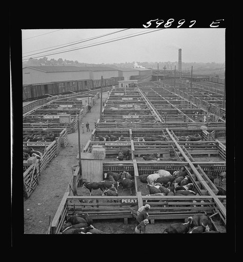 Untitled photo, possibly related to: Cattle in pens at Union Stockyards before auction sale. Omaha, Nebraska