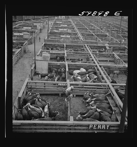 Cattle in pens at Union Stockyards before auction sale. Omaha, Nebraska