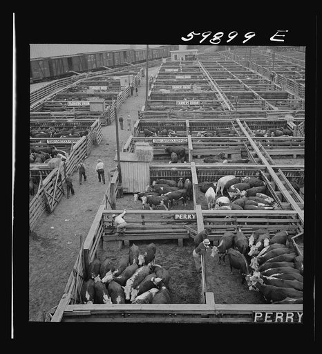 Untitled photo, possibly related to: Cattle in pens at Union Stockyards before auction sale. Omaha, Nebraska