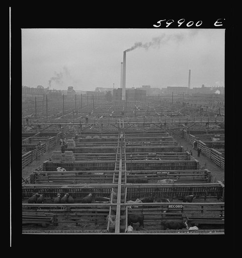 Untitled photo, possibly related to: Cattle in pens at Union Stockyards before auction sale. Omaha, Nebraska