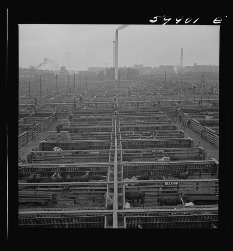 Untitled photo, possibly related to: Cattle in pens at Union Stockyards before auction sale. Omaha, Nebraska