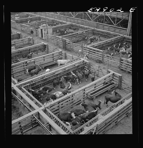 Cattle in pens at Union Stockyards before auction sale. Omaha, Nebraska
