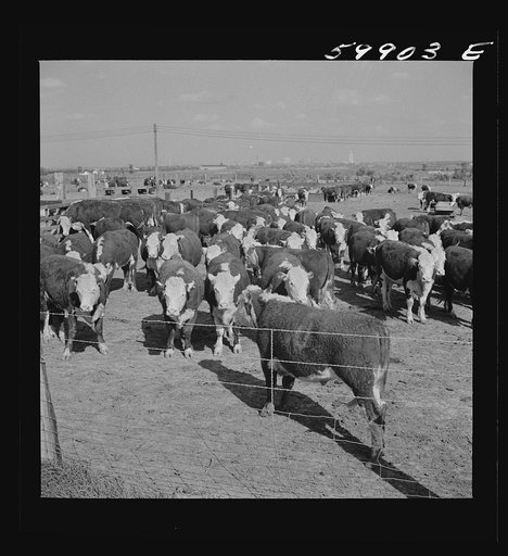 Untitled photo, possibly related to: Fattening Herefords in a feedlot. Lincoln, Nebraska