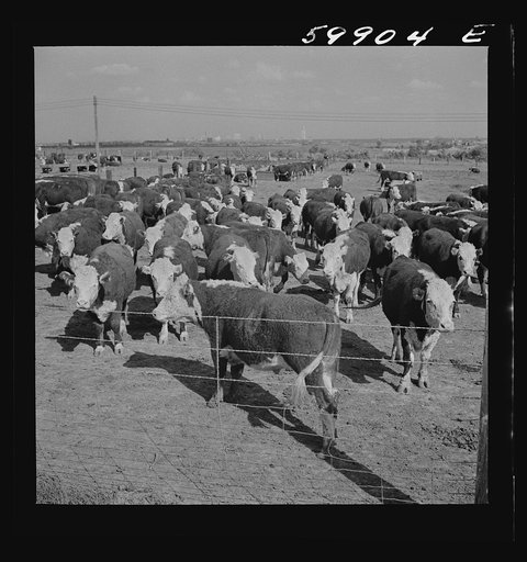 Fattening Herefords in a feedlot. Lincoln, Nebraska