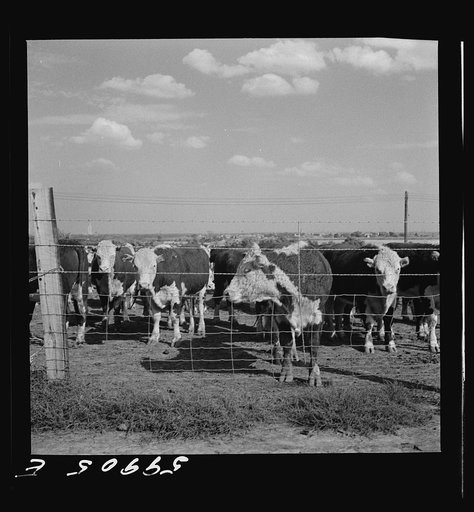 Untitled photo, possibly related to: Fattening Herefords in a feedlot. Lincoln, Nebraska