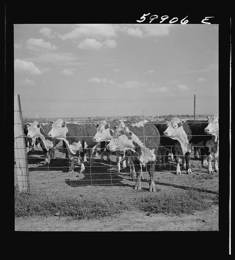 Untitled photo, possibly related to: Fattening Herefords in a feedlot. Lincoln, Nebraska