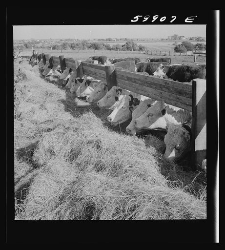 Fattening Herefords in a feedlot. Lincoln, Nebraska