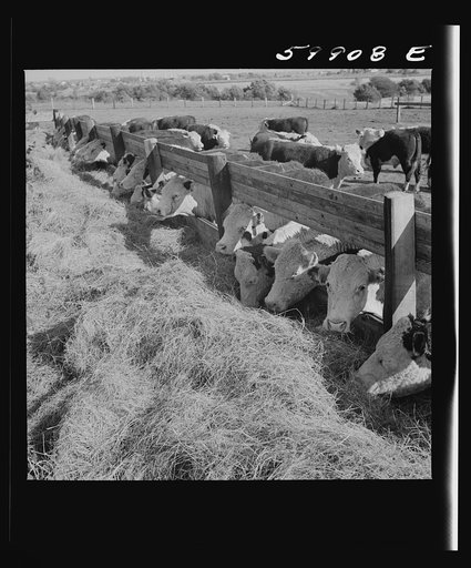 Untitled photo, possibly related to: Fattening Herefords in a feedlot. Lincoln, Nebraska