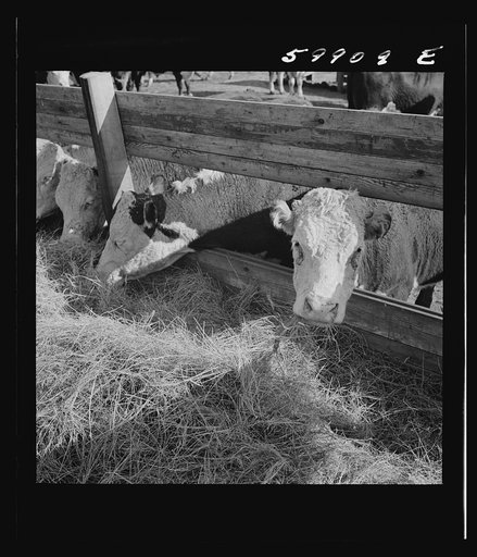 Untitled photo, possibly related to: Fattening Herefords in a feedlot. Lincoln, Nebraska