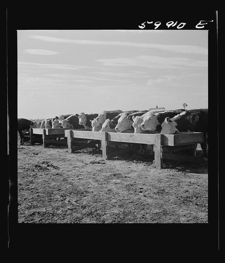 Untitled photo, possibly related to: Fattening Herefords in a feedlot. Lincoln, Nebraska