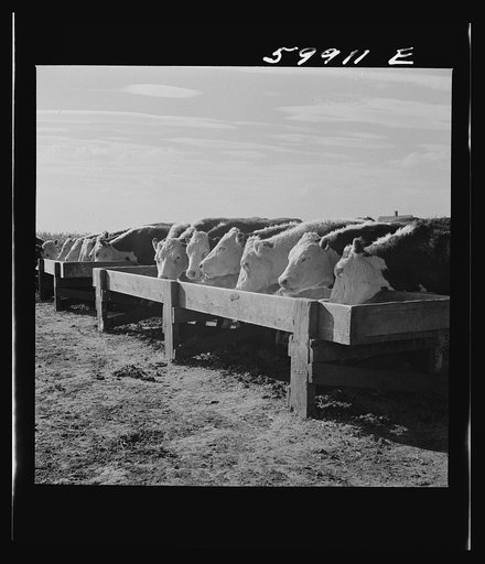 Fattening Herefords in a feedlot. Lincoln, Nebraska