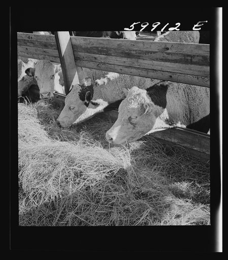 Untitled photo, possibly related to: Fattening Herefords in a feedlot. Lincoln, Nebraska
