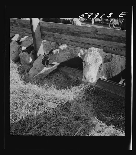 Untitled photo, possibly related to: Fattening Herefords in a feedlot. Lincoln, Nebraska
