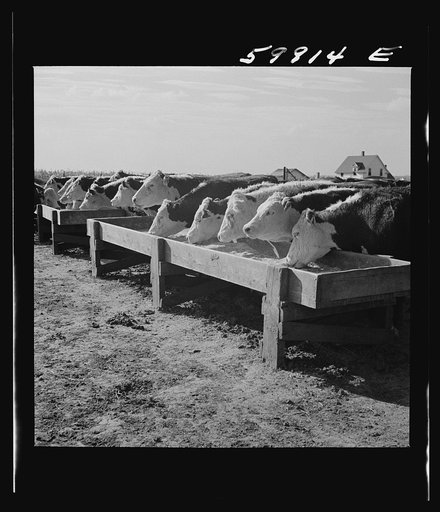 Fattening Herefords in a feedlot. Lincoln, Nebraska