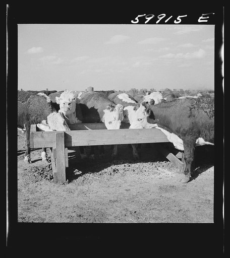 Untitled photo, possibly related to: Fattening Herefords in a feedlot. Lincoln, Nebraska